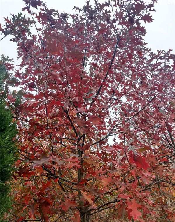 娜塔栎基地实拍图片