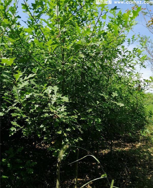 娜塔栎基地实拍图片