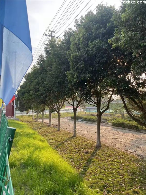 20公分的天竺桂图片 20公分的天竺桂图片