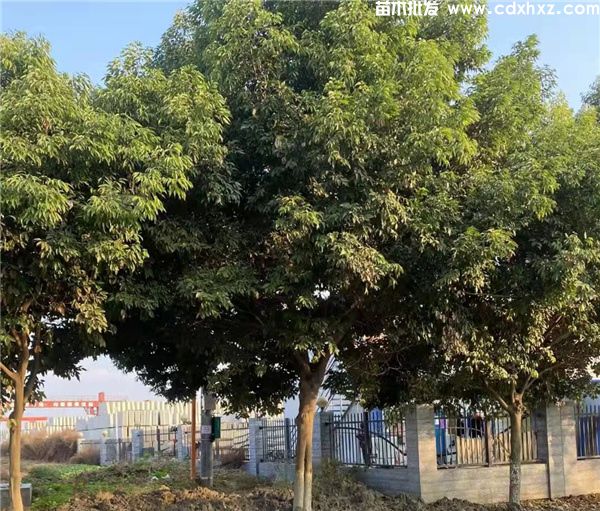 20公分的天竺桂图片 20公分的天竺桂图片