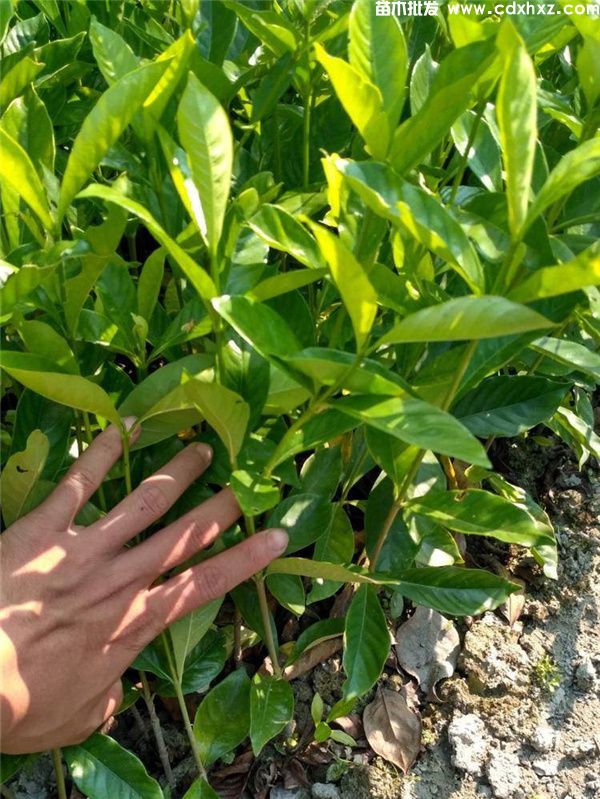 大叶栀子花基地批发哪家实力强? 大叶栀子花基地批发哪家实力强?