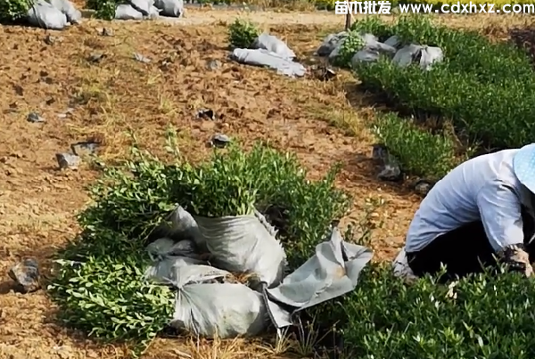 大叶栀子花基地批发哪家实力强? 大叶栀子花基地批发哪家实力强?