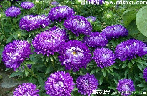 重庆花卉基地哪里有? 重庆花卉基地哪里有?