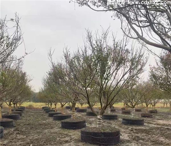 日本红枫和美国红枫哪个好?区别和特点简介 日本红枫和美国红枫哪个好?区别和特点简介