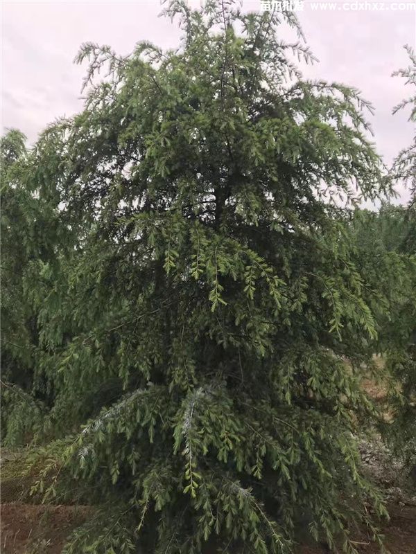 1米雪松最新价格,2022年1米雪松多少钱一棵?