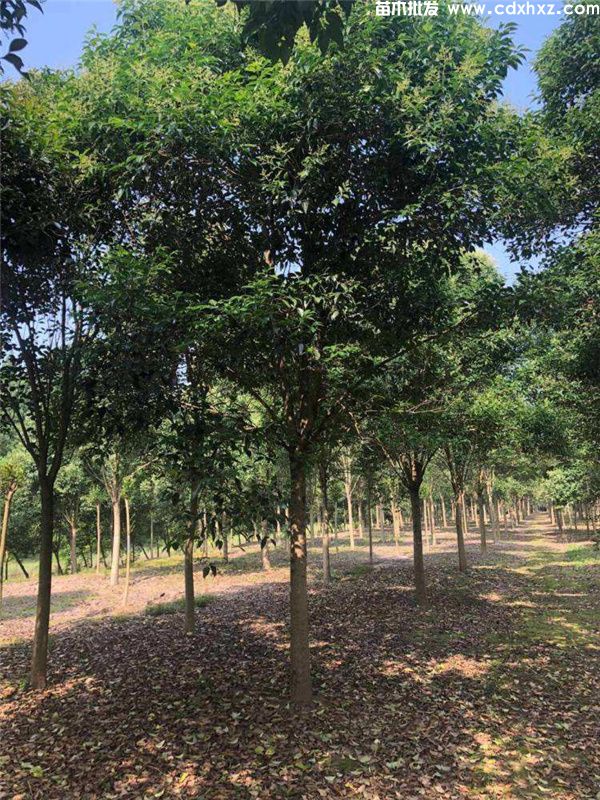 大叶女贞树图片 大叶女贞树图片