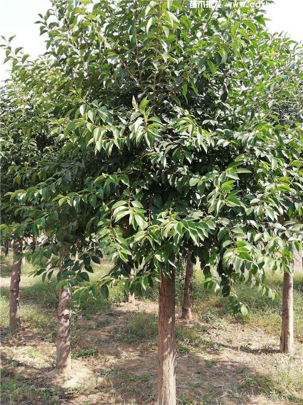 大叶女贞树图片 大叶女贞树图片