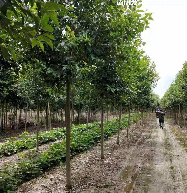 大叶女贞树图片 大叶女贞树图片