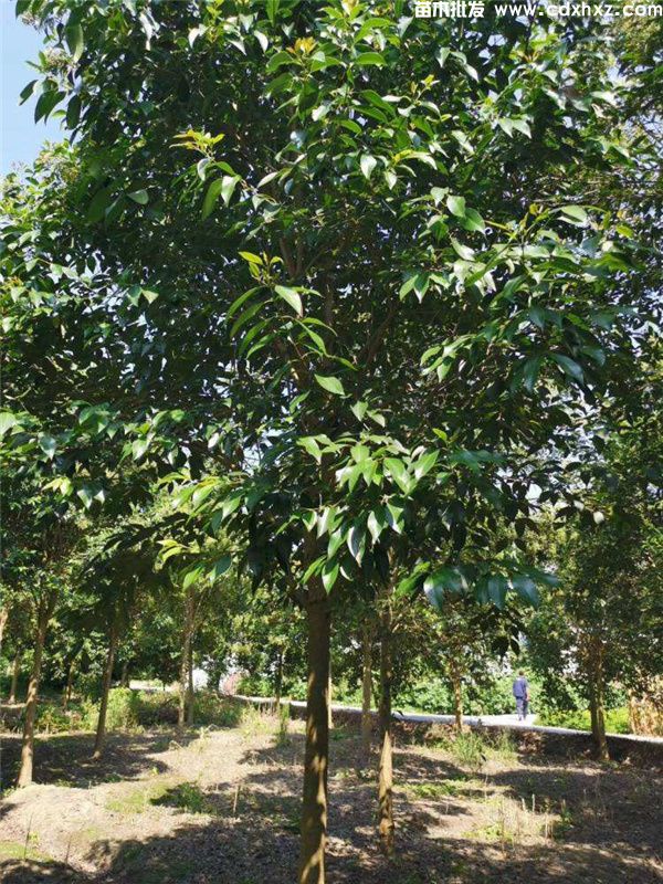 大叶女贞树图片 大叶女贞树图片