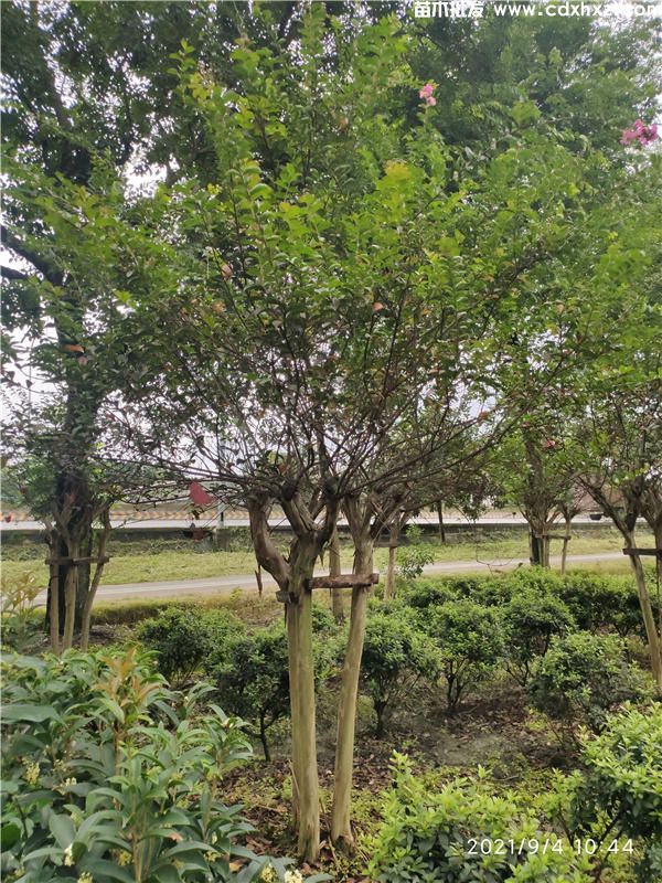 紫薇产地的在哪里?哪里有紫薇基地? 紫薇产地的在哪里?哪里有紫薇基地?