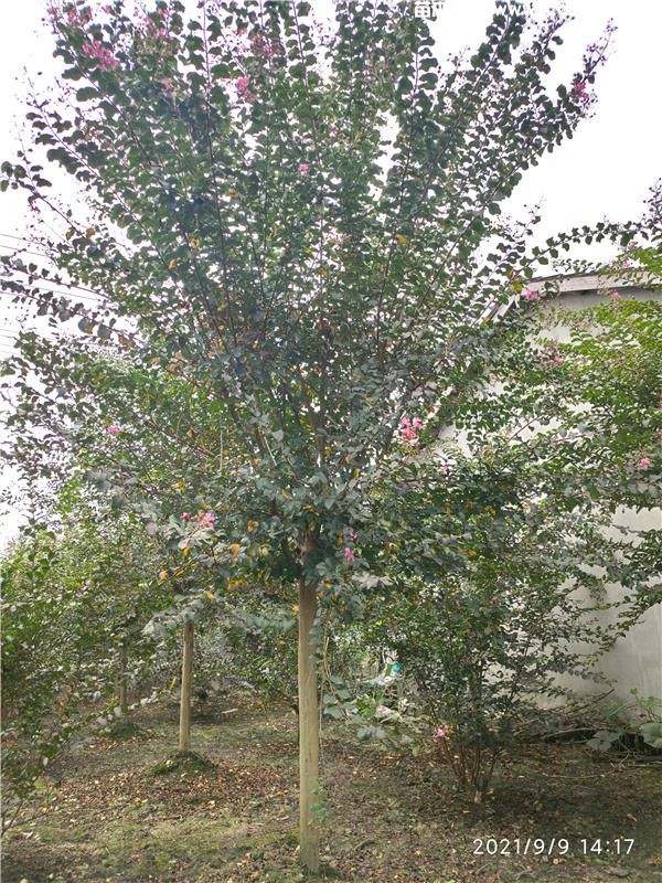 紫薇产地的在哪里?哪里有紫薇基地? 紫薇产地的在哪里?哪里有紫薇基地?