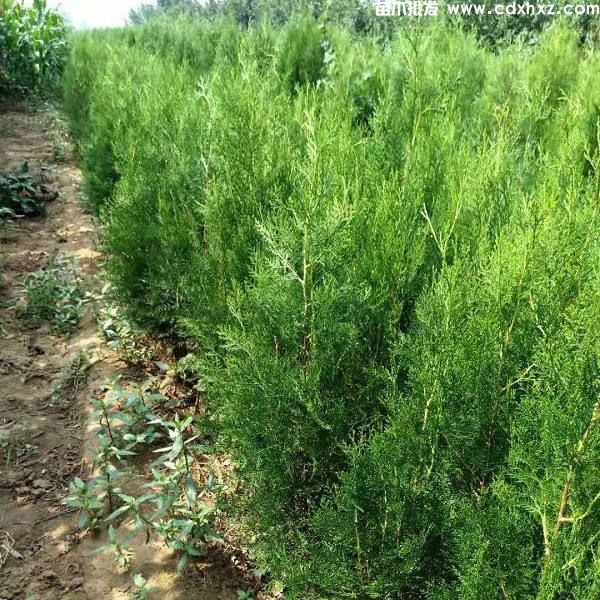 侧柏和桧柏一样吗? 侧柏和桧柏一样吗?