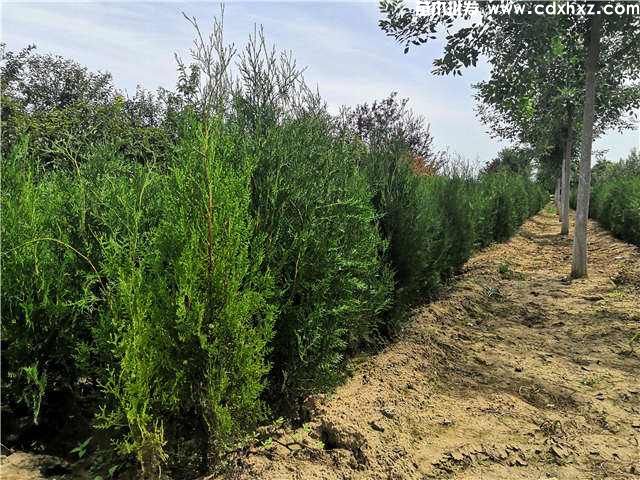 侧柏和桧柏一样吗? 侧柏和桧柏一样吗?