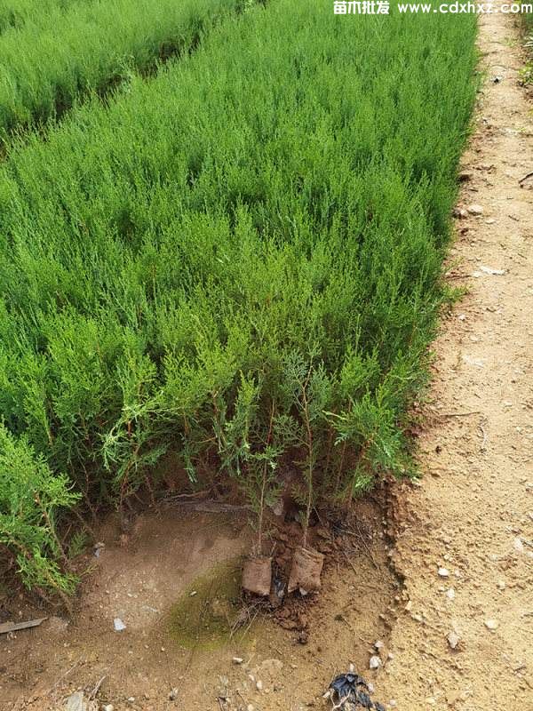 侧柏和桧柏一样吗? 侧柏和桧柏一样吗?