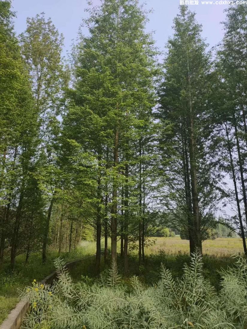 水杉移栽几月份合适?水杉移栽注意事项 水杉移栽几月份合适?水杉移栽注意事项