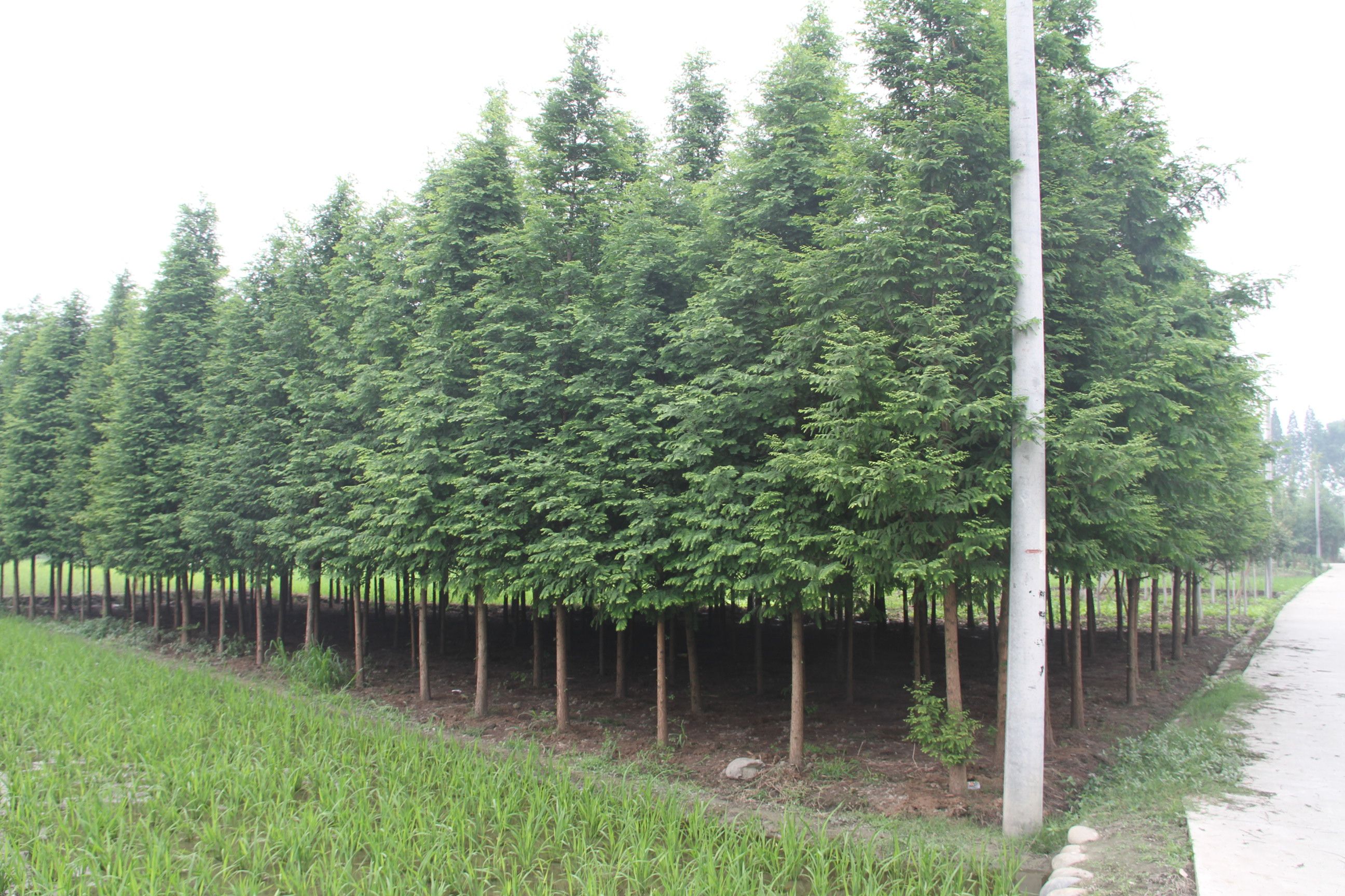 水杉移栽几月份合适?水杉移栽注意事项 水杉移栽几月份合适?水杉移栽注意事项