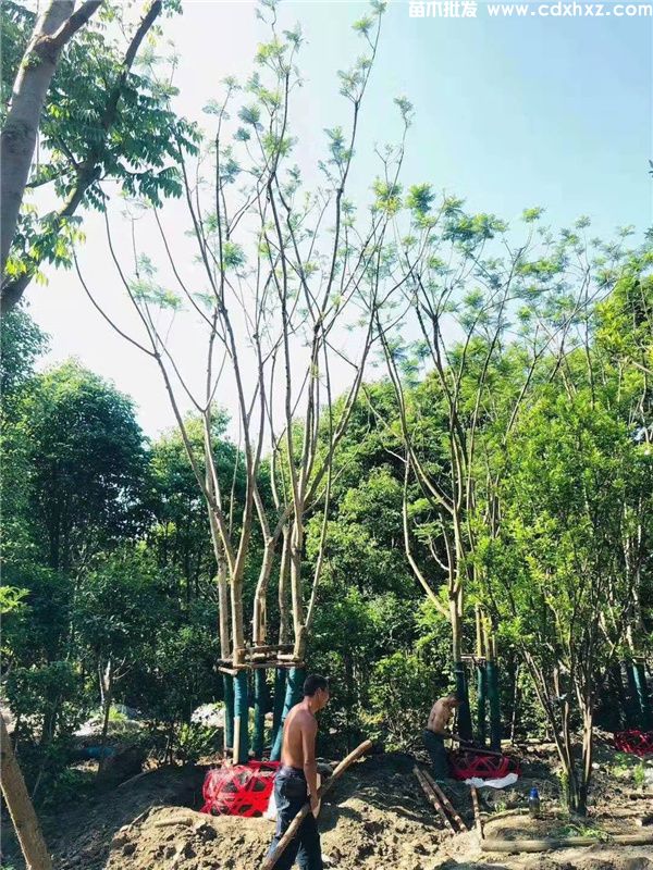 丛生蓝花楹图片 丛生蓝花楹图片