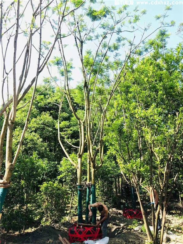 丛生蓝花楹图片 丛生蓝花楹图片