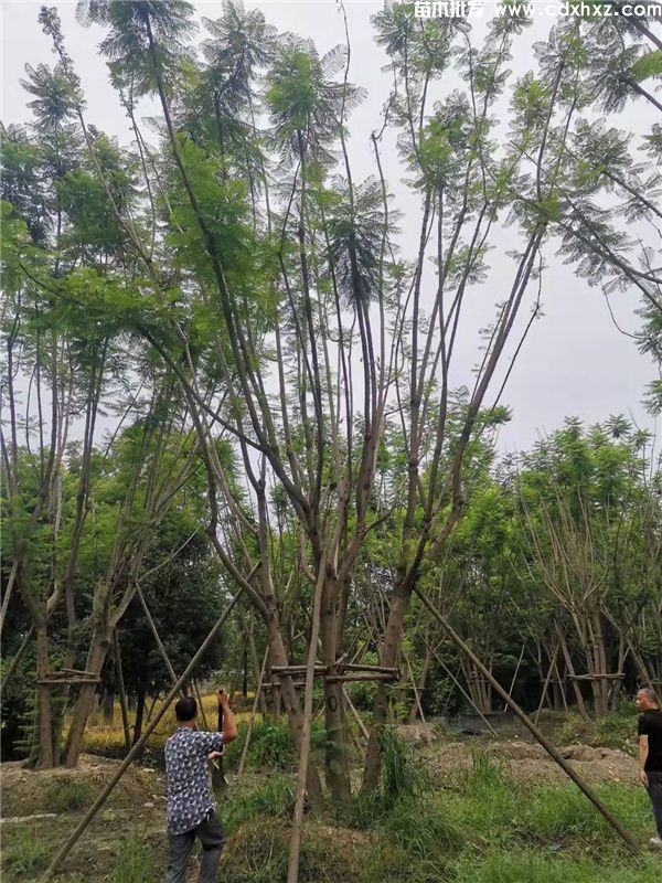 丛生蓝花楹图片 丛生蓝花楹图片