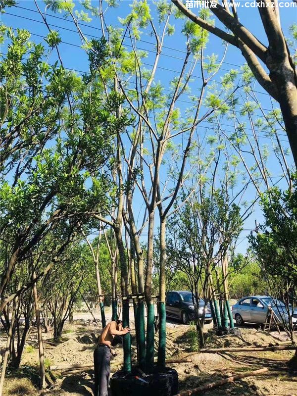 丛生蓝花楹图片 丛生蓝花楹图片