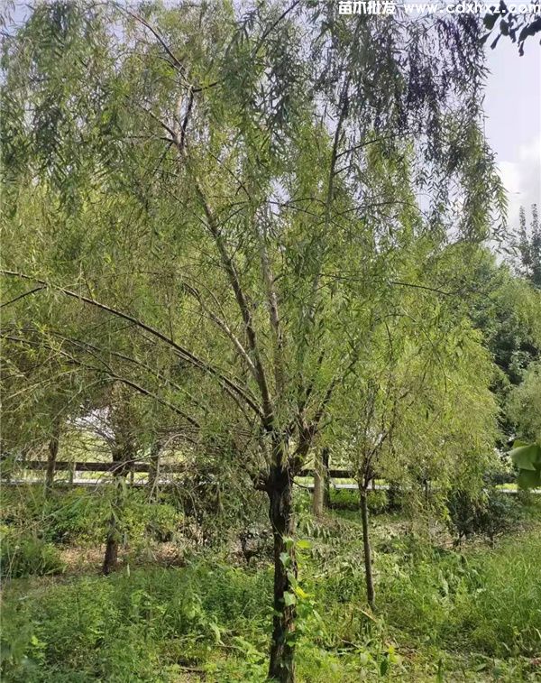 垂柳图片 垂柳图片