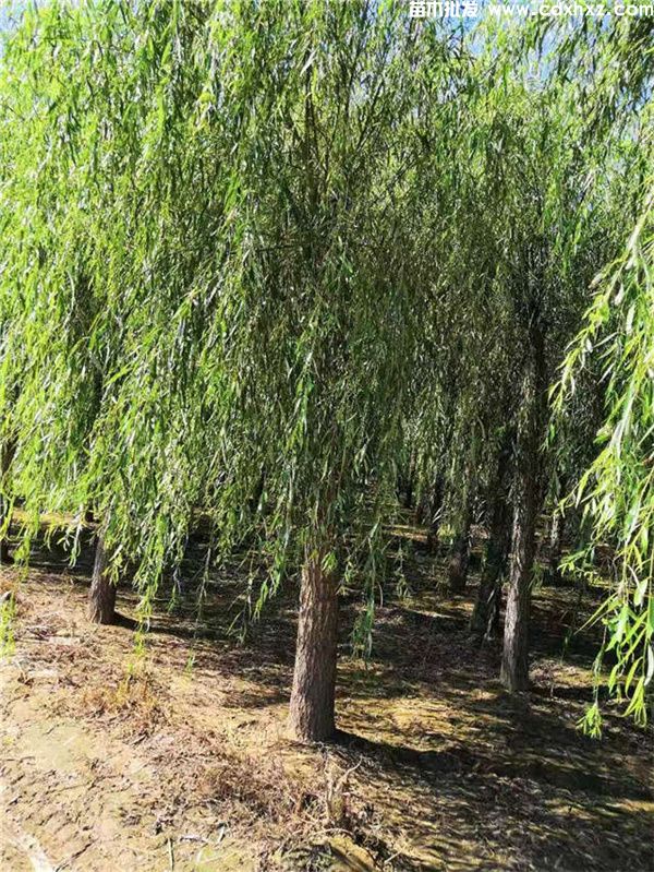 垂柳图片 垂柳图片