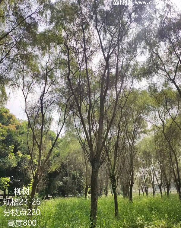 垂柳图片 垂柳图片