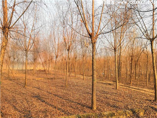 垂柳图片 垂柳图片