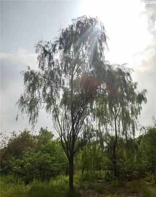 垂柳图片 垂柳图片