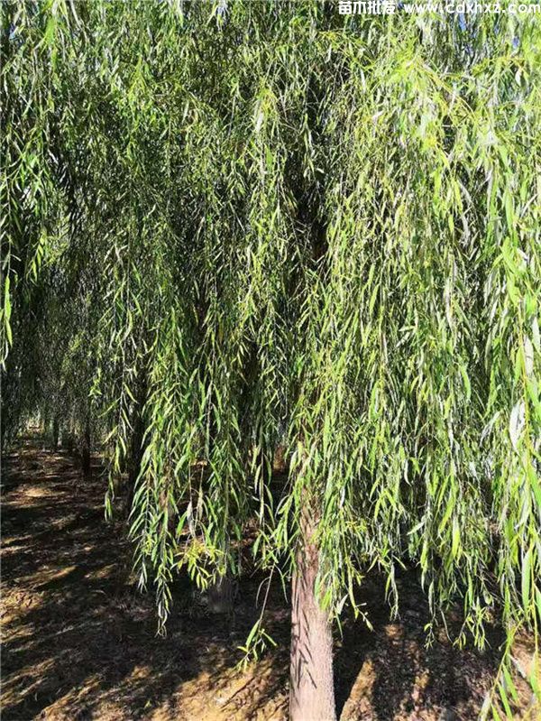 垂柳图片 垂柳图片