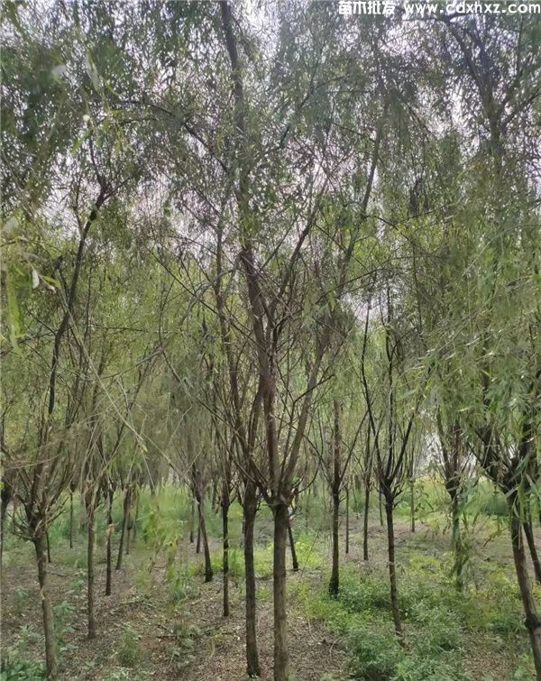 垂柳图片 垂柳图片