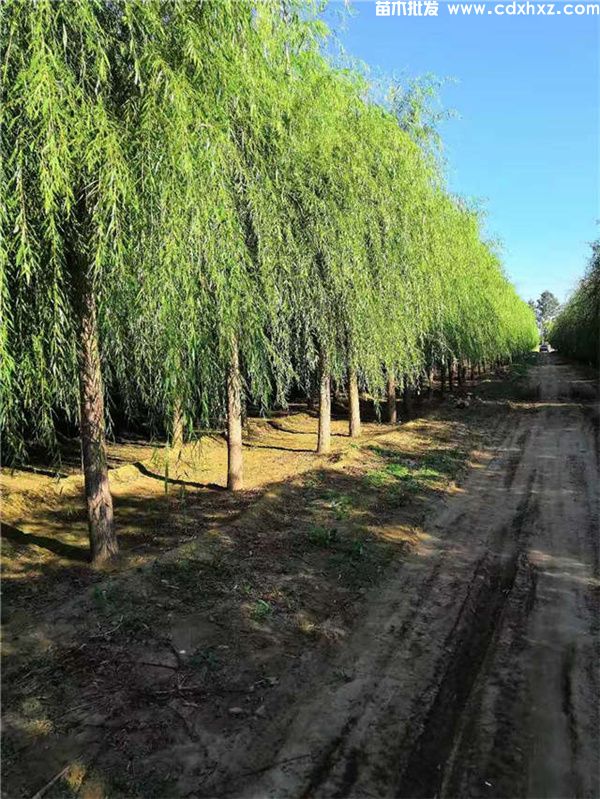 垂柳图片 垂柳图片