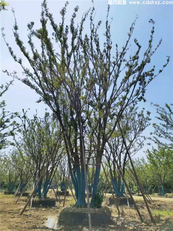 丛生朴树图片 丛生朴树图片