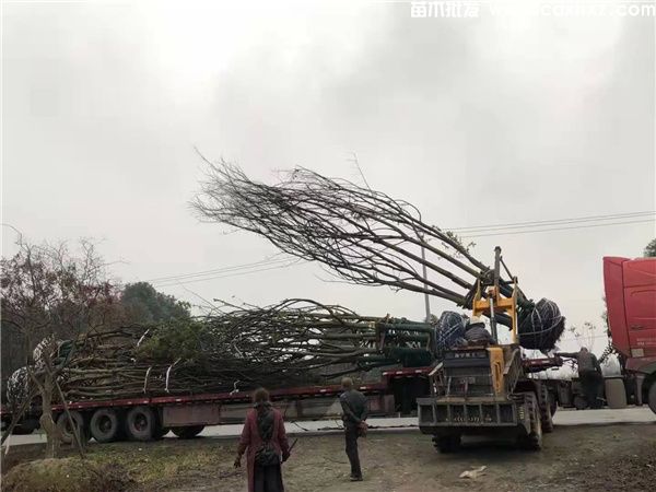 丛生朴树图片 丛生朴树图片