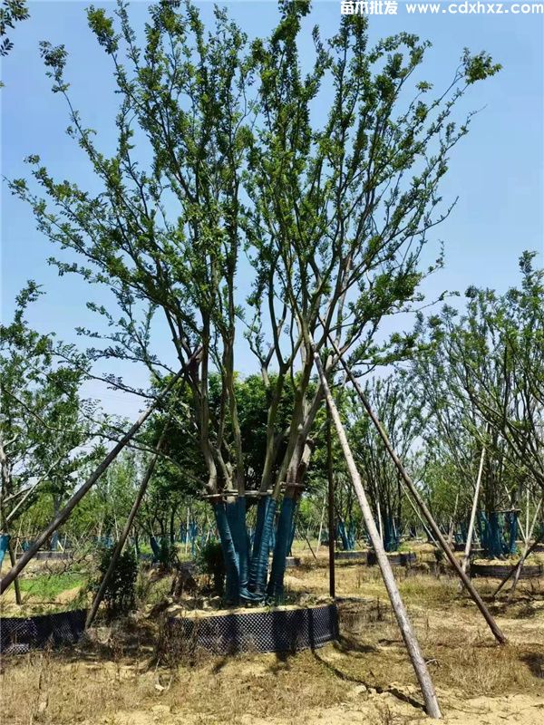 丛生朴树图片 丛生朴树图片