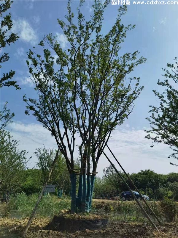 丛生朴树图片 丛生朴树图片