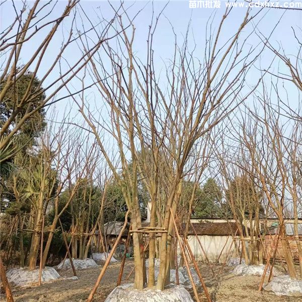 丛生朴树图片 丛生朴树图片