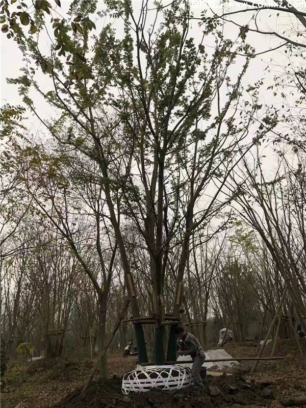 丛生朴树图片 丛生朴树图片