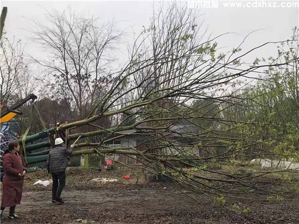 丛生朴树图片 丛生朴树图片