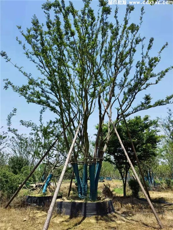 丛生朴树图片 丛生朴树图片