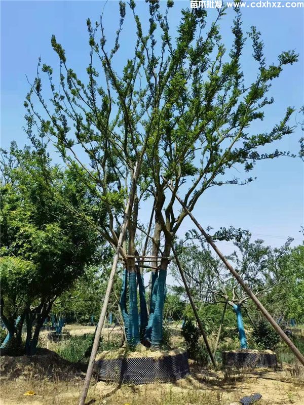 丛生朴树图片 丛生朴树图片