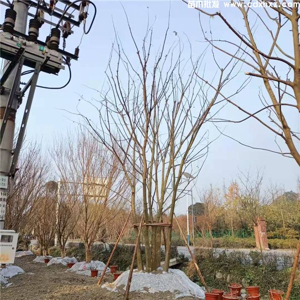 丛生朴树图片 丛生朴树图片