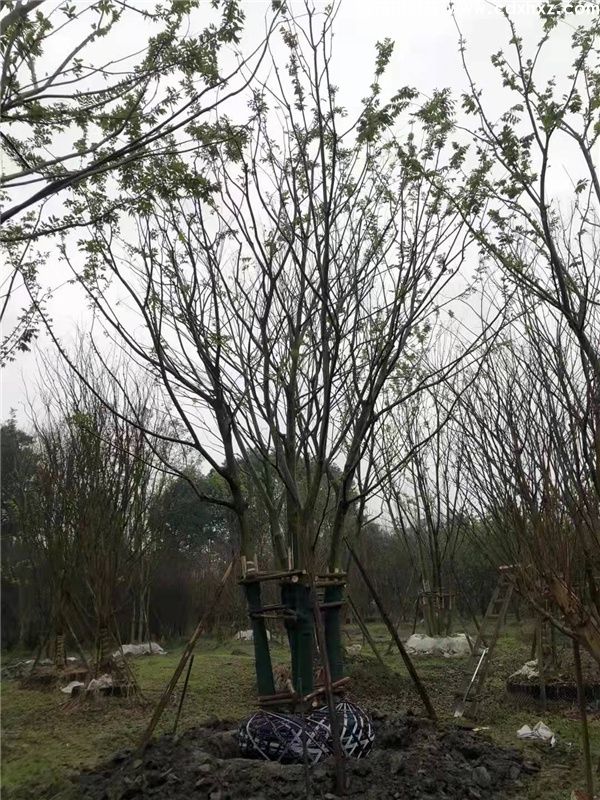 丛生朴树图片 丛生朴树图片