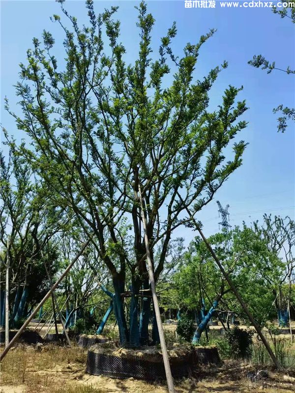 丛生朴树图片 丛生朴树图片