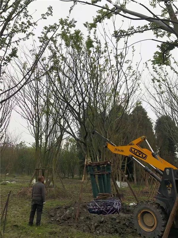 丛生朴树图片 丛生朴树图片