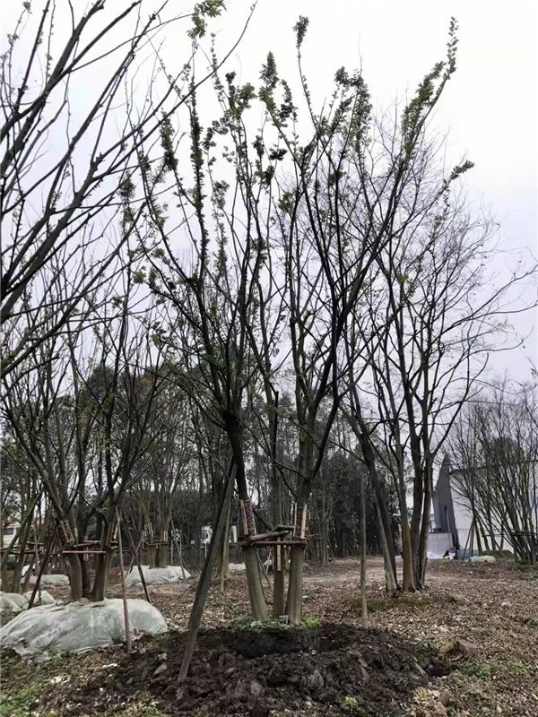 丛生朴树图片 丛生朴树图片