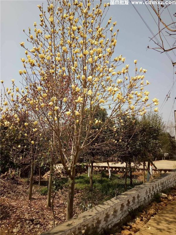 重庆有种植黄玉兰的基地吗？