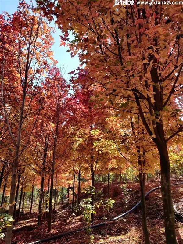 美国红枫哪里多? 美国红枫哪里多?