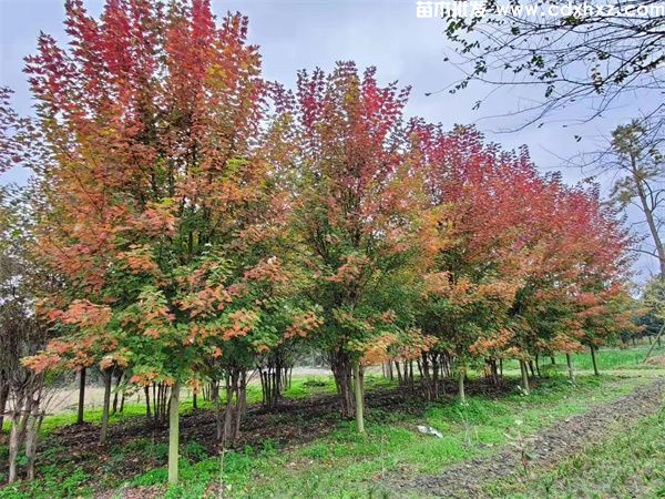 美国红枫哪里多? 美国红枫哪里多?