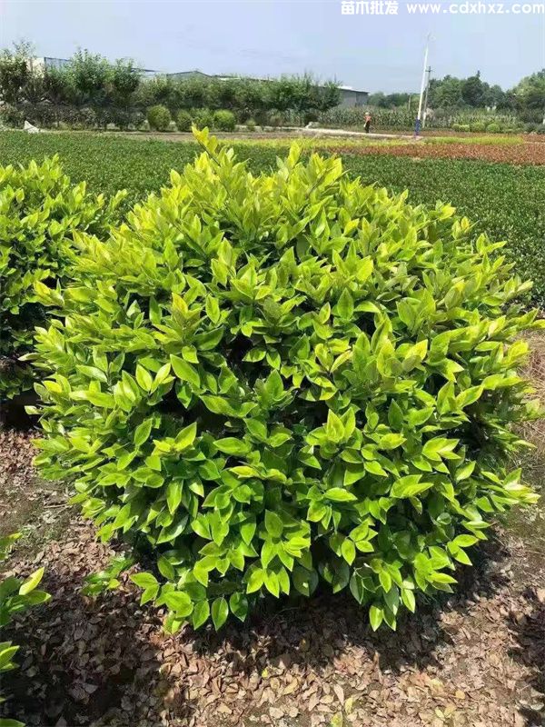 两米高的金森女贞球价格贵吗? 两米高的金森女贞球价格贵吗?